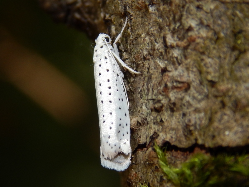 Yponomeuta cagnagella ?